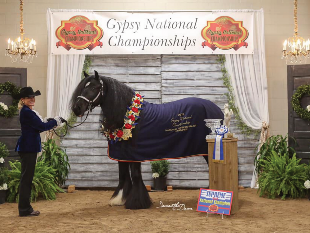 Kiss Me Kate - Gypsy Vanner National Supreme Champion